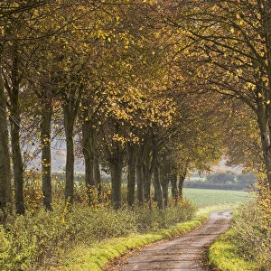 Country lane leading through an avenue of colourful autumnal trees, Dorset, England