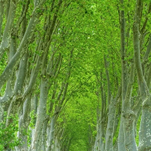 Country Lane Lined by Sycamore Trees, Aude, Occitanie, France