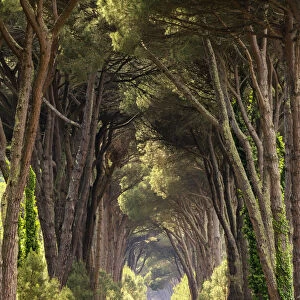 Couple Walking Along Avenue of Pine Trees, Natural Park of Migliarino San Rossore