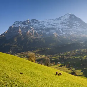 Cows Grazing in Alpine Meadow, Eiger & Grindelwald, Berner Oberland, Switzerland