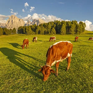 Cows pasture, Alpe di Siusi / Seiser Alm, Sassolungo and Sassopiatto Dolomites, South Tyrol