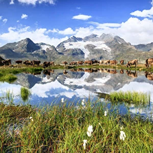 Cows on the shore of the lake where high peaks and clouds are reflected Bugliet Valley