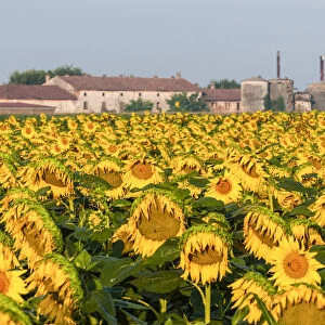 Cremona, Lombardy, Italy. Sunflowers in the countryside