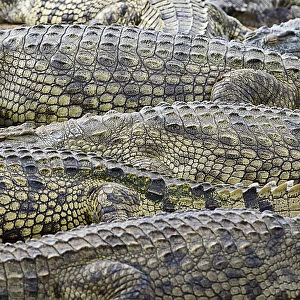 Crocodile skin pattern in Kruger National Park, South Africa. Lower Sabie river