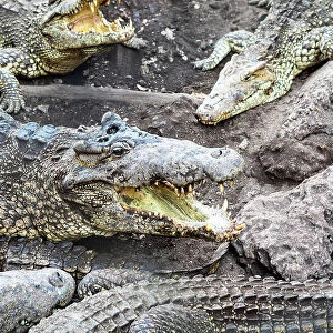 Crocodiles in Playa Larga, Bay of Pigs, Mantanzas Province, Cuba
