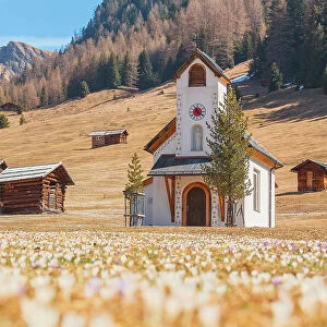 Crocus blooming by the little chapel of Maria Schnee, Pfundser Tschey, Pfunds, Landeck, Tiroler Oberland, Tyrol, Austria, Europe