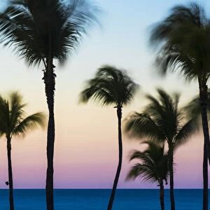 Cuba, Varadero, Palm trees on Varadero beach at sunset