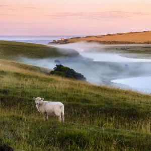Curious sheep looking at the camera during a foggy sunrise on the Cuckmere river, Seaford