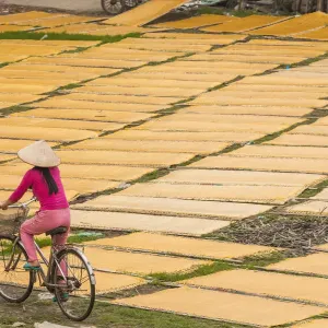 Cycling past drying sheets of Mien noodle, nr Hanoi, Vietnam Cycling past drying sheets of Mien noodle, nr Hanoi, Vietnam