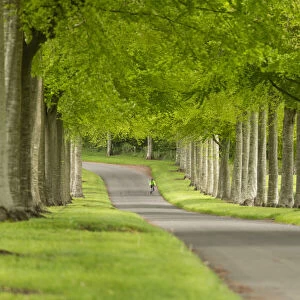 Cyclist on Avenue of Beech Trees, near Wimborne, Dorset, England