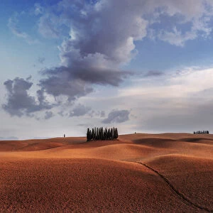 Cypresses and rolling hills at sunset near Montalcino, Val d Orcia, Tuscany, Italy