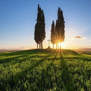 Cypresses at Sunrise at Croce di prata, San Quirico d'Orcia, Siena, Tuscany, Italy