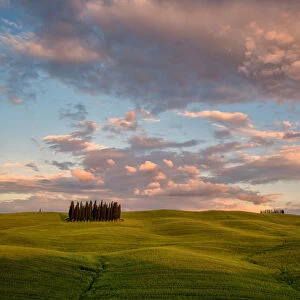 The Cypresses of the Val d Orcia at sunset