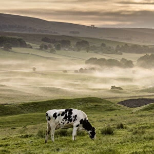 Dairy cow grazing, Wensleydale, Yorkshire Dales National Park, North Yorkshire, England