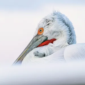 Dalmatian Pelican (Pelecanus crispus), Lake Kerkini, Northern Greece