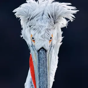 Dalmatian Pelican (Pelecanus crispus), Lake Kerkini, Northern Greece