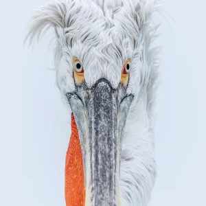 Dalmatian Pelican (Pelecanus crispus), Lake Kerkini, Northern Greece
