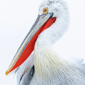 Dalmatian Pelican (Pelecanus crispus), Lake Kerkini, Northern Greece