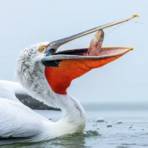 Dalmatian Pelican (Pelecanus crispus) with a fish in its bill, Lake Kerkini, Northern Greece