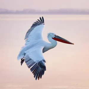 Dalmatian Pelican (Pelecanus crispus) in flight over Lake Kerkini, at sunrise, Northern Greece
