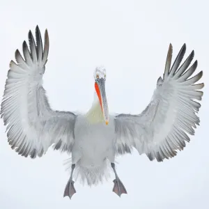 Dalmatian Pelican (Pelecanus crispus) in flight over Lake Kerkini, Northern Greece