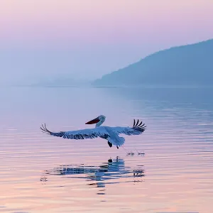 Dalmatian Pelican (Pelecanus crispus) landing on Lake Kerkini, at dawn, Northern Greece