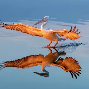 Dalmatian Pelican (Pelecanus crispus) landing on Lake Kerkini at sunrise, Northern Greece