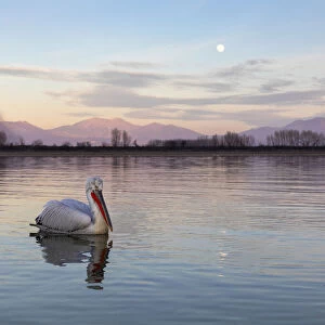 One Dalmatian pelican swims on lake Kerkini as the moon rises, Lake Kerkini National Park