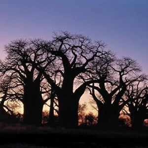 A dawn sky silhouettes a spectacular grove of ancient baobab trees