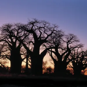 A dawn sky silhouettes a spectacular grove of ancient baobab trees