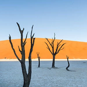 Dead Vlei, dead Acacia trees in the Namib desert at sunrise, Namibia. Africa