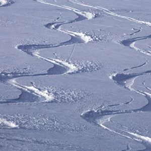 Deep powder snow, Ski traces, Tyrol, Austria