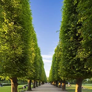 Denmark, Hillerod, Copenhagen. A tree-lined avenue in Kongens Have (The Kings Garden)
