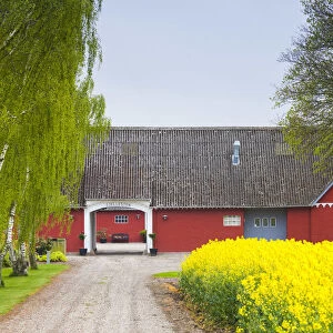 Denmark, Zealand, Olstykke, red farm and yellow rapeseed flowers, springtime