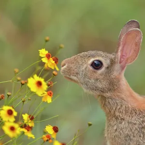 Desert Cottontail (Sylvilagus audobonii) Eating flower blossoms, Quinta Mazatlan, McAllen, Texas, USA