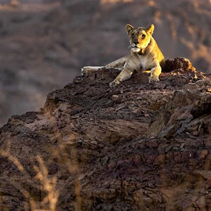 Desert Lion, Skeleton Coast National Park, Namibia