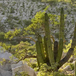 Desert Mountains outside of the city of La Paz, Baja California Sur, Mexico