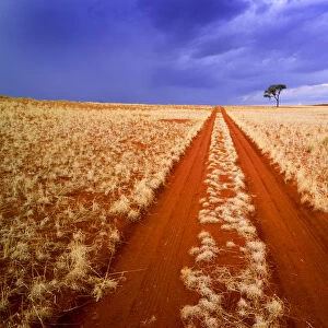 Desert Track & Tree, Namibia, Africa