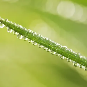Dew Drops on Grass, Norfolk, England
