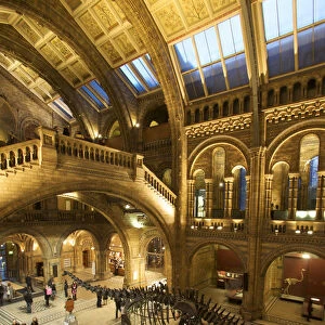 Dinosaur at the Natural History Museum, London, England