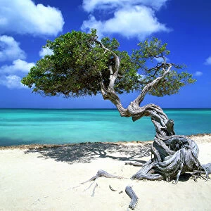 Divi Divi Tree, Aruba, Lesse Antilles, Caribbean
