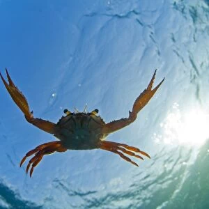 Djibouti. A Red Swimming Crab