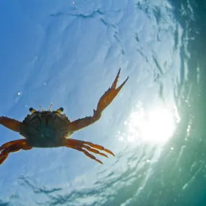 Djibouti. A Red Swimming Crab