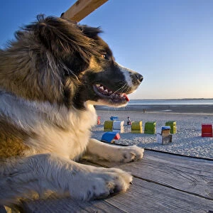 Dog on the beach, Fohr Island, North Frisian Islands, Schleswig Holstein, Germany