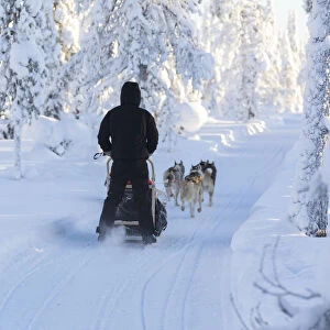 Dog sledding, Kuusamo, Northern Ostrobothnia region, Lapland, Finland (MR)