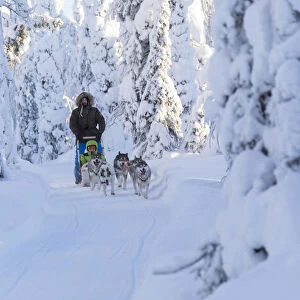 Dog sledding in the snowy woods, Kuusamo, Northern Ostrobothnia region, Lapland, Finland