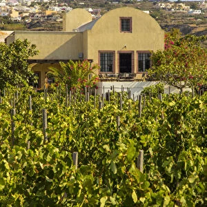 Domaine Sigalas winery, Santorini (Thira), Cyclades Islands, Greece