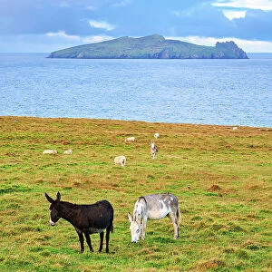 Donkeys with Blasket Islands in the background, Dunquin, Dingle Peninsula, County Kerry, Ireland
