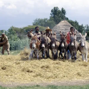 Donkeys trample corn to remove the grain in a typical