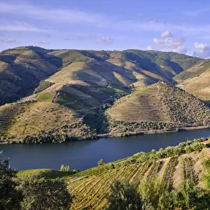 The Douro river and the terraced vineyards near Folgosa do Douro, Alto Douro